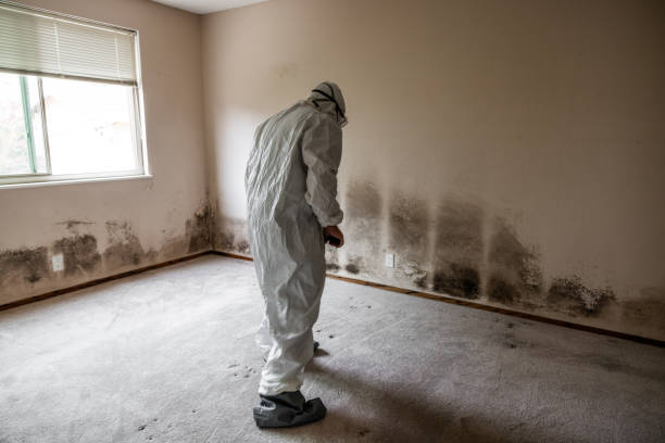 Asbestos and Lead Testing During Mold Inspection in Farmersville, TX